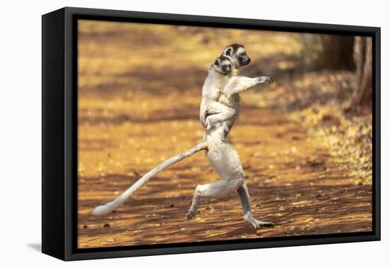 Africa, Madagascar. A Verreaux's sifaka 'dances' across open areas while its baby holding on.-Ellen Goff-Framed Premier Image Canvas