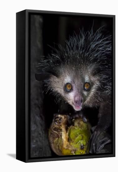 Africa, Madagascar. An aye aye, a highly endangered nocturnal lemur eats a coconut.-Ellen Goff-Framed Premier Image Canvas