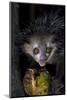 Africa, Madagascar. An aye aye, a highly endangered nocturnal lemur eats a coconut.-Ellen Goff-Mounted Photographic Print