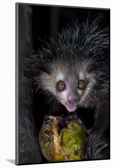 Africa, Madagascar. An aye aye, a highly endangered nocturnal lemur eats a coconut.-Ellen Goff-Mounted Photographic Print
