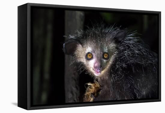 Africa, Madagascar. An aye aye, a highly endangered nocturnal lemur eats a coconut.-Ellen Goff-Framed Premier Image Canvas