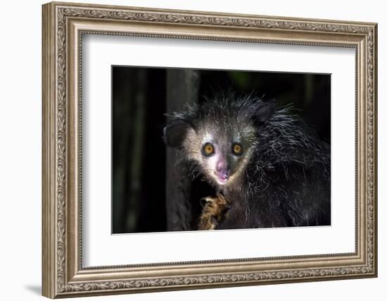 Africa, Madagascar. An aye aye, a highly endangered nocturnal lemur eats a coconut.-Ellen Goff-Framed Photographic Print