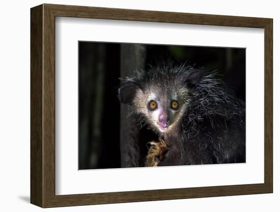 Africa, Madagascar. An aye aye, a highly endangered nocturnal lemur eats a coconut.-Ellen Goff-Framed Photographic Print