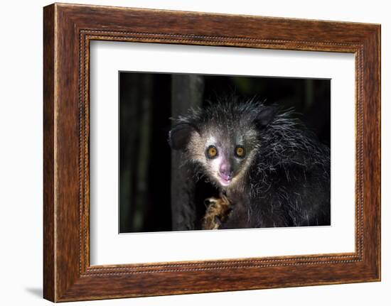 Africa, Madagascar. An aye aye, a highly endangered nocturnal lemur eats a coconut.-Ellen Goff-Framed Photographic Print