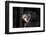 Africa, Madagascar. An aye aye, a highly endangered nocturnal lemur eats a coconut.-Ellen Goff-Framed Photographic Print