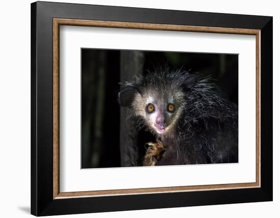 Africa, Madagascar. An aye aye, a highly endangered nocturnal lemur eats a coconut.-Ellen Goff-Framed Photographic Print