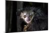 Africa, Madagascar. An aye aye, a highly endangered nocturnal lemur eats a coconut.-Ellen Goff-Mounted Photographic Print