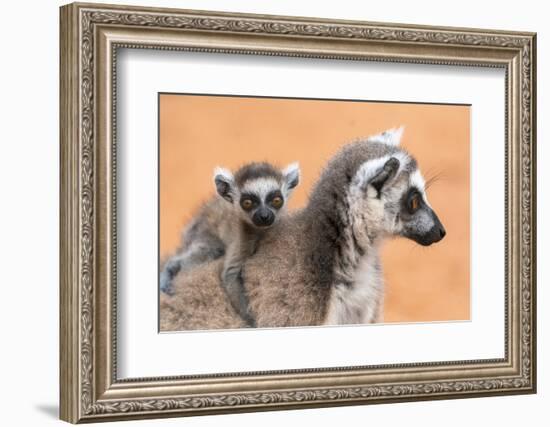 Africa, Madagascar, Anosy Region, Berenty Reserve. A baby ring-tailed lemur-Ellen Goff-Framed Photographic Print