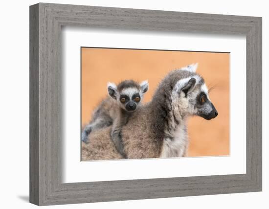 Africa, Madagascar, Anosy Region, Berenty Reserve. A baby ring-tailed lemur-Ellen Goff-Framed Photographic Print