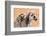 Africa, Madagascar, Anosy Region, Berenty Reserve. A baby ring-tailed lemur-Ellen Goff-Framed Photographic Print