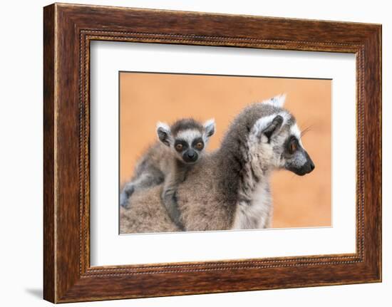 Africa, Madagascar, Anosy Region, Berenty Reserve. A baby ring-tailed lemur-Ellen Goff-Framed Photographic Print