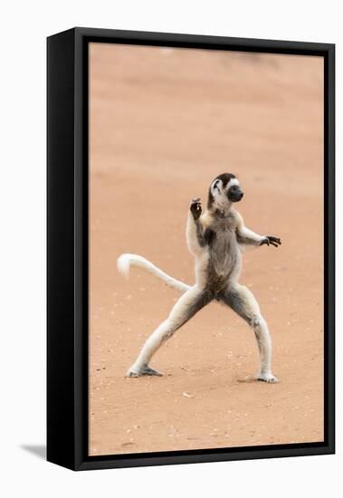 Africa, Madagascar, Anosy Region, Berenty Reserve. A Verreaux's sifaka 'dances' across open areas.-Ellen Goff-Framed Premier Image Canvas