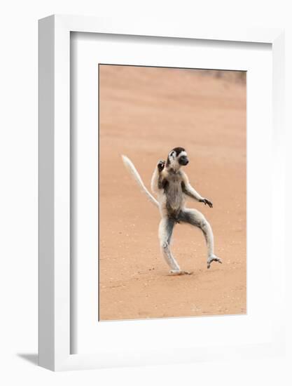 Africa, Madagascar, Anosy Region, Berenty Reserve. A Verreaux's sifaka 'dances' across open areas.-Ellen Goff-Framed Photographic Print