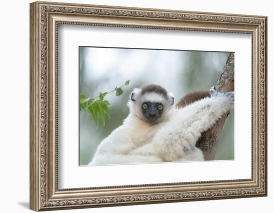 Africa, Madagascar, Anosy Region, Berenty Reserve. Portrait of a young Verreaux's sifaka-Ellen Goff-Framed Photographic Print