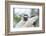 Africa, Madagascar, Anosy Region, Berenty Reserve. Portrait of a young Verreaux's sifaka-Ellen Goff-Framed Photographic Print