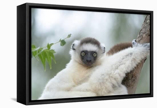 Africa, Madagascar, Anosy Region, Berenty Reserve. Portrait of a young Verreaux's sifaka-Ellen Goff-Framed Premier Image Canvas