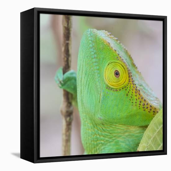 Africa, Madagascar, east of Tana, Marozevo. Portrait of a Parson's chameleon.-Ellen Goff-Framed Premier Image Canvas