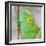 Africa, Madagascar, east of Tana, Marozevo. Portrait of a Parson's chameleon.-Ellen Goff-Framed Photographic Print