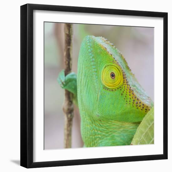 Africa, Madagascar, east of Tana, Marozevo. Portrait of a Parson's chameleon.-Ellen Goff-Framed Photographic Print