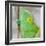 Africa, Madagascar, east of Tana, Marozevo. Portrait of a Parson's chameleon.-Ellen Goff-Framed Photographic Print