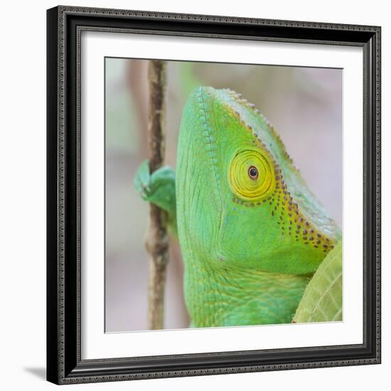 Africa, Madagascar, east of Tana, Marozevo. Portrait of a Parson's chameleon.-Ellen Goff-Framed Photographic Print