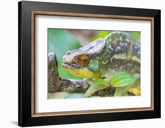 Africa, Madagascar, east of Tana, Marozevo. Portrait of a Parson's chameleon.-Ellen Goff-Framed Photographic Print