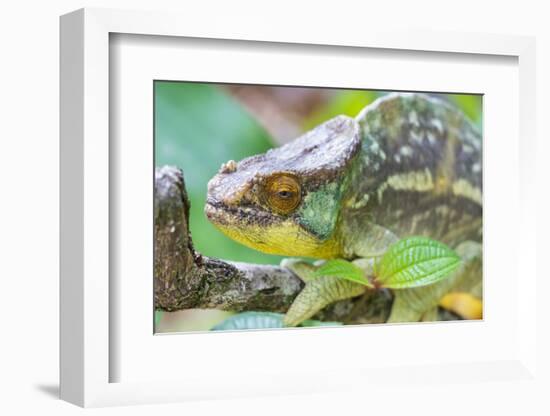 Africa, Madagascar, east of Tana, Marozevo. Portrait of a Parson's chameleon.-Ellen Goff-Framed Photographic Print