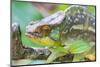 Africa, Madagascar, east of Tana, Marozevo. Portrait of a Parson's chameleon.-Ellen Goff-Mounted Photographic Print