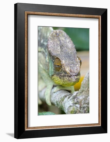 Africa, Madagascar, east of Tana, Marozevo. Portrait of a Parson's chameleon.-Ellen Goff-Framed Photographic Print