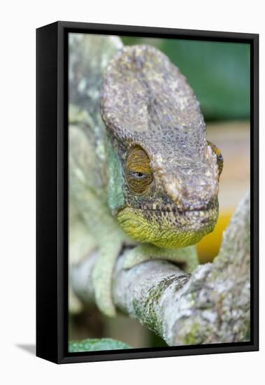 Africa, Madagascar, east of Tana, Marozevo. Portrait of a Parson's chameleon.-Ellen Goff-Framed Premier Image Canvas