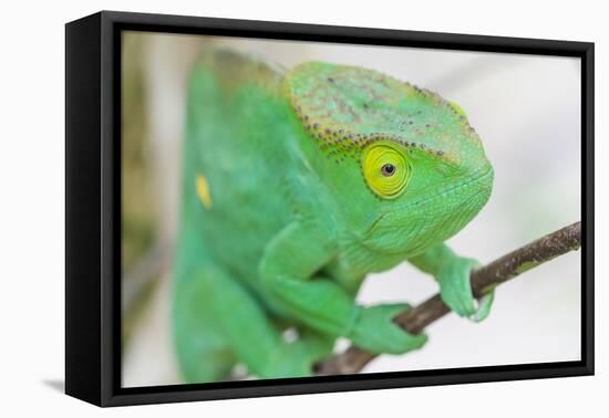 Africa, Madagascar, east of Tana, Marozevo. Portrait of a Parson's chameleon.-Ellen Goff-Framed Premier Image Canvas