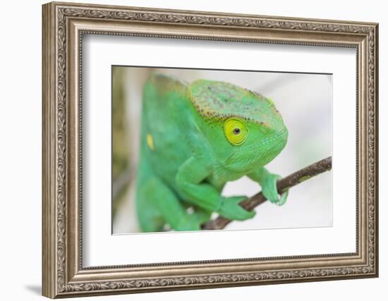 Africa, Madagascar, east of Tana, Marozevo. Portrait of a Parson's chameleon.-Ellen Goff-Framed Photographic Print