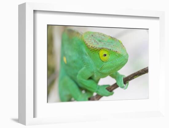 Africa, Madagascar, east of Tana, Marozevo. Portrait of a Parson's chameleon.-Ellen Goff-Framed Photographic Print