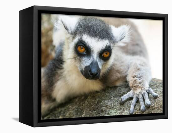Africa, Madagascar, Isalo National Park. A ring-tailed lemur stretches out on a cool rock.-Ellen Goff-Framed Premier Image Canvas