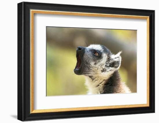 Africa, Madagascar, Isalo National Park. A ring-tailed lemur vocalizes.-Ellen Goff-Framed Photographic Print