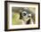 Africa, Madagascar, Isalo National Park. A ring-tailed lemur vocalizes.-Ellen Goff-Framed Photographic Print