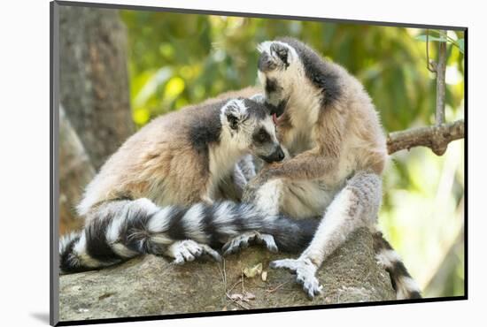 Africa, Madagascar, Isalo National Park. Two ring-tailed lemurs groom one another.-Ellen Goff-Mounted Photographic Print