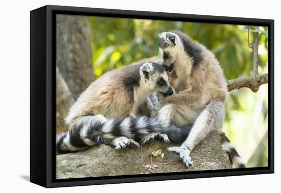 Africa, Madagascar, Isalo National Park. Two ring-tailed lemurs groom one another.-Ellen Goff-Framed Premier Image Canvas