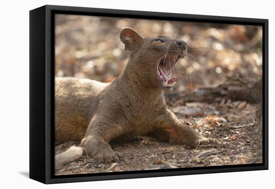 Africa, Madagascar, Kirindy Reserve, near Morondava. A fossa rests in the shade of the forest.-Ellen Goff-Framed Premier Image Canvas