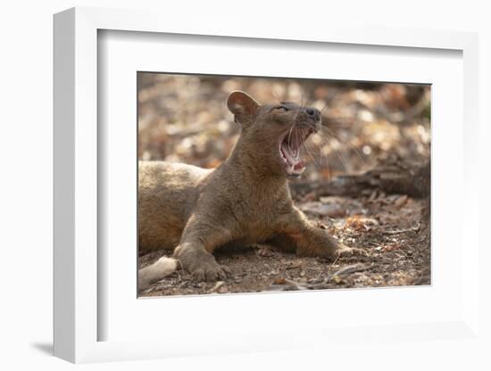 Africa, Madagascar, Kirindy Reserve, near Morondava. A fossa rests in the shade of the forest.-Ellen Goff-Framed Photographic Print