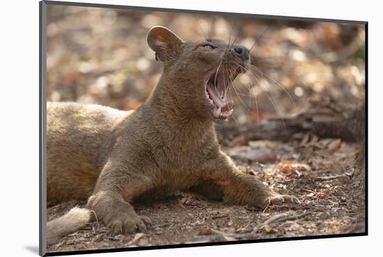 Africa, Madagascar, Kirindy Reserve, near Morondava. A fossa rests in the shade of the forest.-Ellen Goff-Mounted Photographic Print