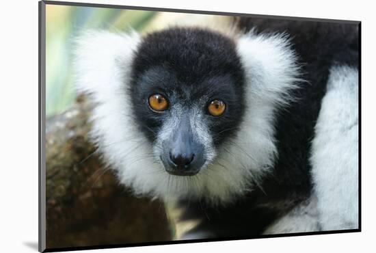 Africa, Madagascar, Lake Ampitabe. A headshot of the showy black-and-white ruffed lemur.-Ellen Goff-Mounted Photographic Print