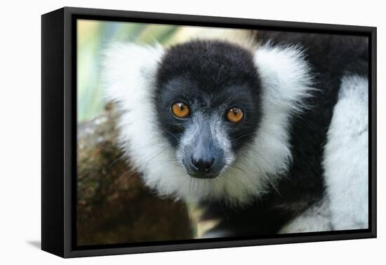Africa, Madagascar, Lake Ampitabe. A headshot of the showy black-and-white ruffed lemur.-Ellen Goff-Framed Premier Image Canvas