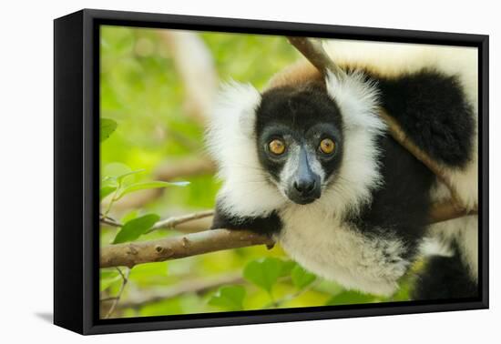 Africa, Madagascar, Lake Ampitabe, headshot of the showy black-and-white ruffed lemur.-Ellen Goff-Framed Premier Image Canvas