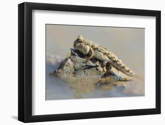 Africa, Madagascar, Morondava. A mud skipper rests on a glob of mud at the edge of the mangroves.-Ellen Goff-Framed Photographic Print