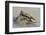 Africa, Madagascar, Morondava. A mud skipper rests on a glob of mud at the edge of the mangroves.-Ellen Goff-Framed Photographic Print