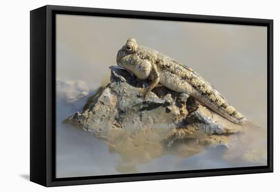 Africa, Madagascar, Morondava. A mud skipper rests on a glob of mud at the edge of the mangroves.-Ellen Goff-Framed Premier Image Canvas