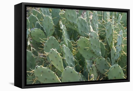 Africa, Madagascar, Spiny Forest, road to Berenty Reserve. A clump of prickly pear cactus-Ellen Goff-Framed Premier Image Canvas