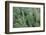 Africa, Madagascar, Spiny Forest, road to Berenty Reserve. A clump of prickly pear cactus-Ellen Goff-Framed Photographic Print