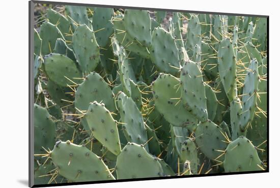 Africa, Madagascar, Spiny Forest, road to Berenty Reserve. A clump of prickly pear cactus-Ellen Goff-Mounted Photographic Print